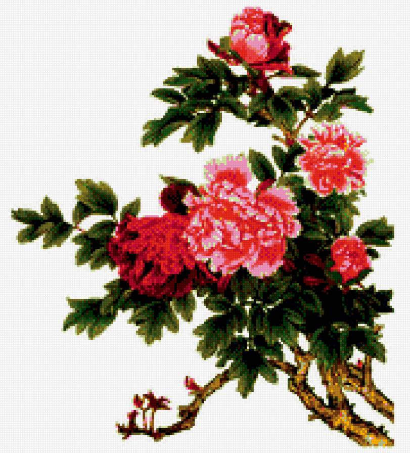 Пионы - букет, цветы, маленькая, пионы - предпросмотр