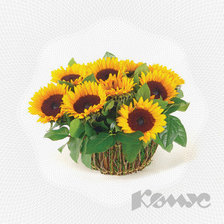 Схема вышивки «Подсолнухи»