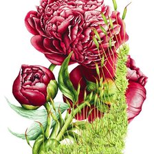 Схема вышивки «Пионы»