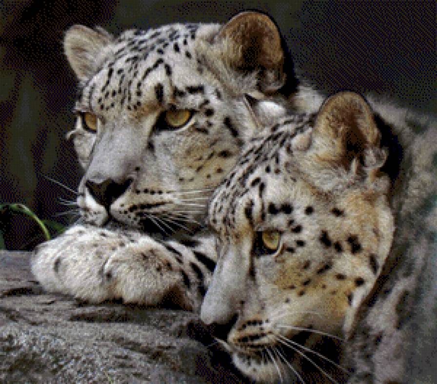 леопарды - леопарды - предпросмотр