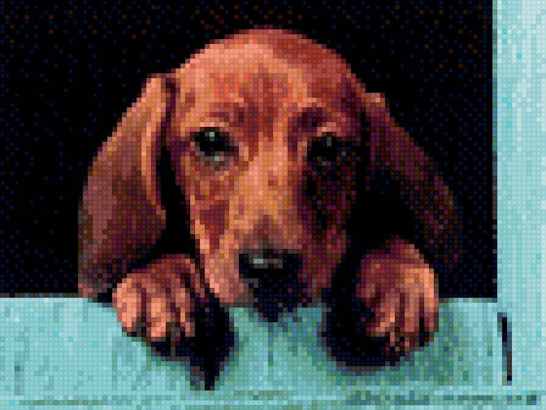 такса - собаки - предпросмотр