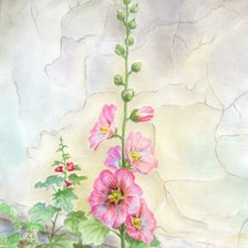 Схема вышивки «Мальва»