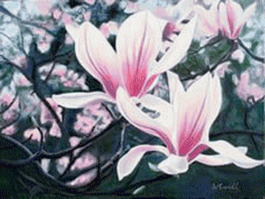 Магнолия - магнолия, цветы - предпросмотр