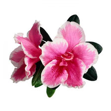 Схема вышивки «цветок»