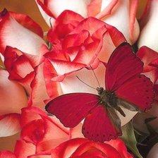 Схема вышивки «розы и бабочка»