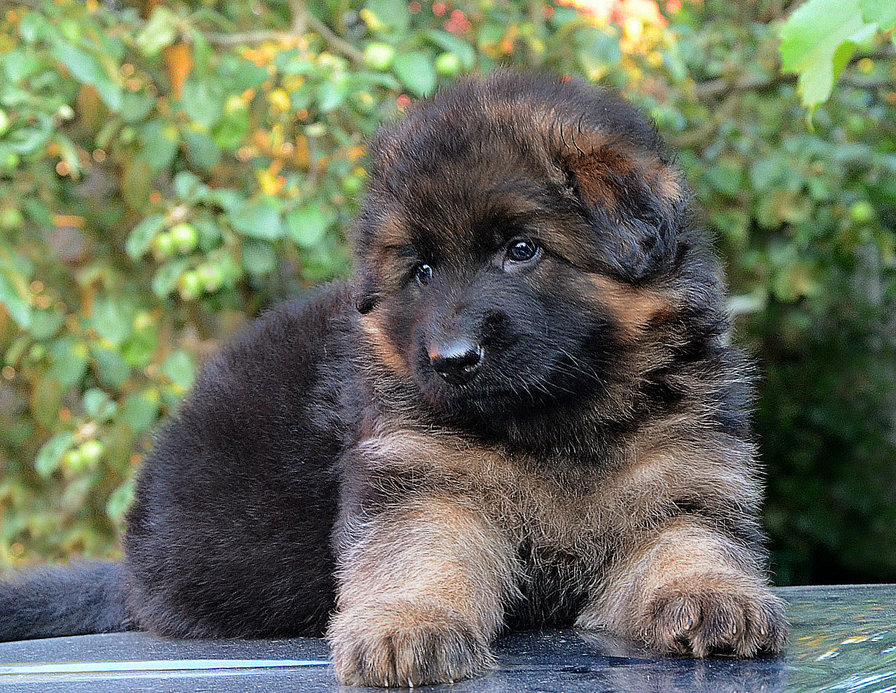 Щеночек - собаки, животные, щенки - оригинал