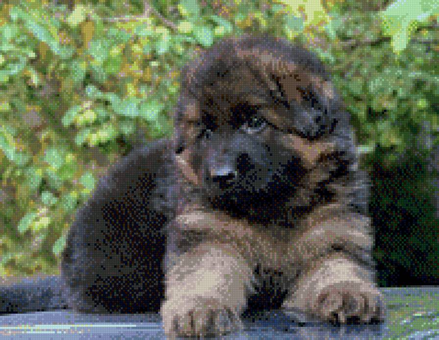 Щеночек - щенки, животные, собаки - предпросмотр