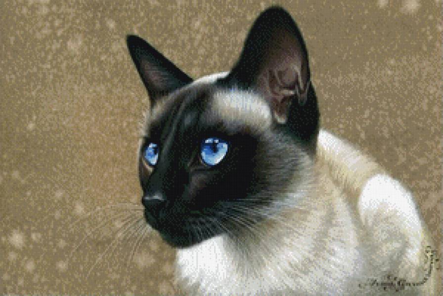 красавица сиамка - кот, кошка - предпросмотр