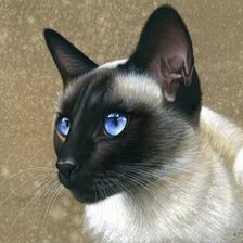 красавица сиамка