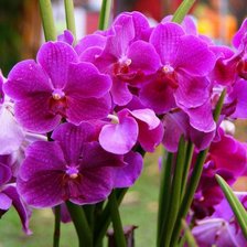 Схема вышивки «орхидеи»