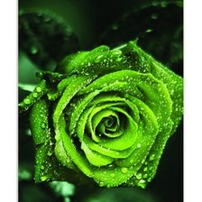 Схема вышивки «розы»