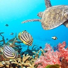 Схема вышивки «подводный мир»