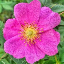 Схема вышивки «№960711»