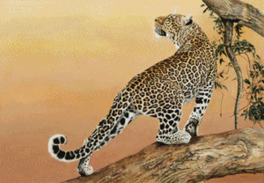 леопард - хищник, леопард - предпросмотр
