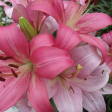 Схема вышивки «мои цветы»