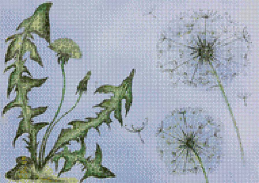 Одуваны - предпросмотр