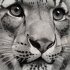 Схема вышивки «Серия "Дикая природа"»