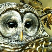 Схема вышивки «Сова»