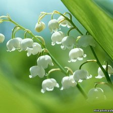 Схема вышивки «ландышы»