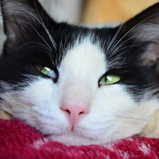 Схема вышивки «Котик»