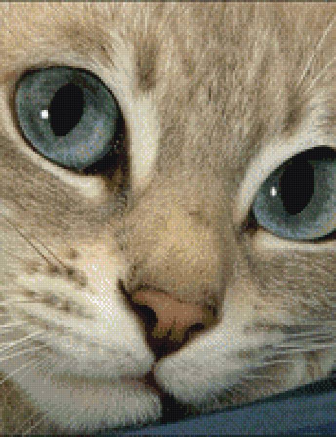 котик - предпросмотр