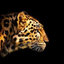 Схема вышивки «Гепард»