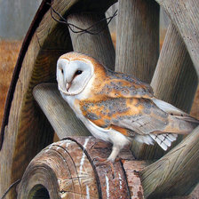 Схема вышивки «полярная сова»