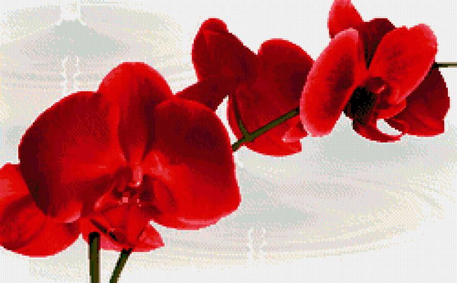 Орхидея - предпросмотр