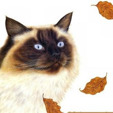 Схема вышивки «котейка»