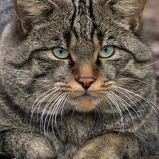 Схема вышивки «красивый кис»