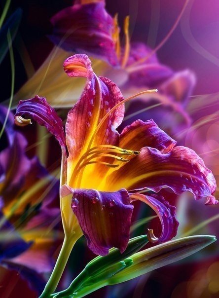 прекрасный цветок - прекрасный цветок - оригинал