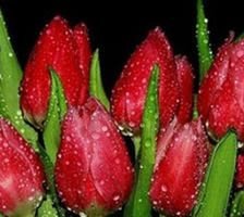 Схема вышивки «№962813»