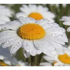 Схема вышивки «№962818»