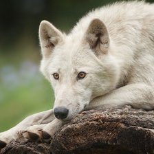 Схема вышивки «Белый волк»