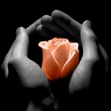 Схема вышивки «Роза на ладонях»