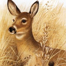 Схема вышивки «Серия "Дикая природа"»