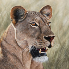 Схема вышивки «Серия "Дикая природа"»