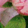 Предпросмотр схемы вышивки «пионы» (№963571)