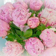 Схема вышивки «пионы»