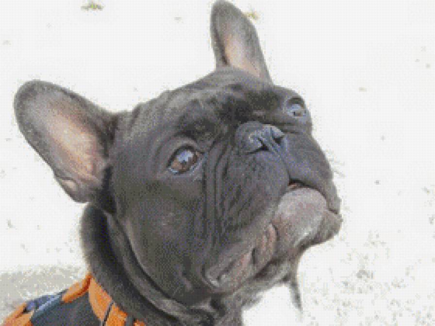 perrito - предпросмотр