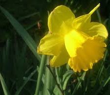 Схема вышивки «shar»