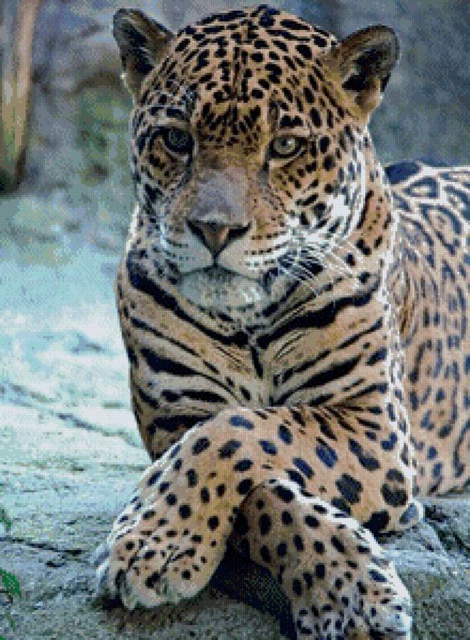 леопард - леопард, кошка - предпросмотр