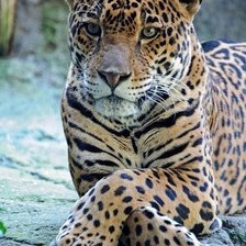 Схема вышивки «леопард»