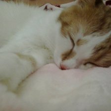 Схема вышивки «Мой любименький Рыженький)»