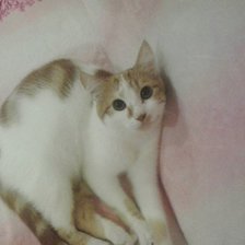 Схема вышивки «Рыженький)»