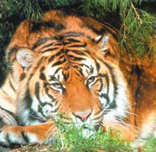 Схема вышивки «тигруля»