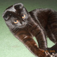 Схема вышивки «Тоша»