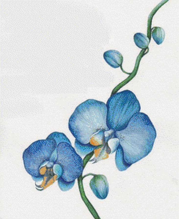 Голубая орхидея. - орхидея, нежность., цветок - предпросмотр