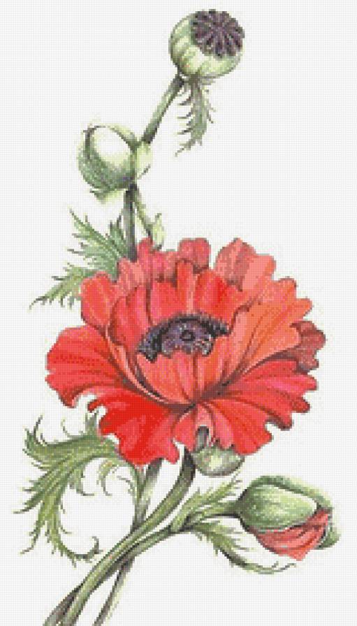 Цветок. Мак. - акварель, мак, цветок - предпросмотр