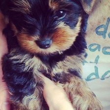 Схема вышивки «Щенок Йорка»